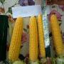 Хан F1 насіння кукурудзи солодкої Se (May Seeds)