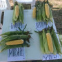 Хан F1 насіння кукурудзи солодкої Se (May Seeds)