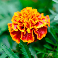 Ханікомб насіння чорнобривців (Floragran)