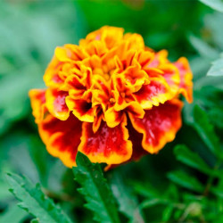 Ханікомб насіння чорнобривців (Floragran)