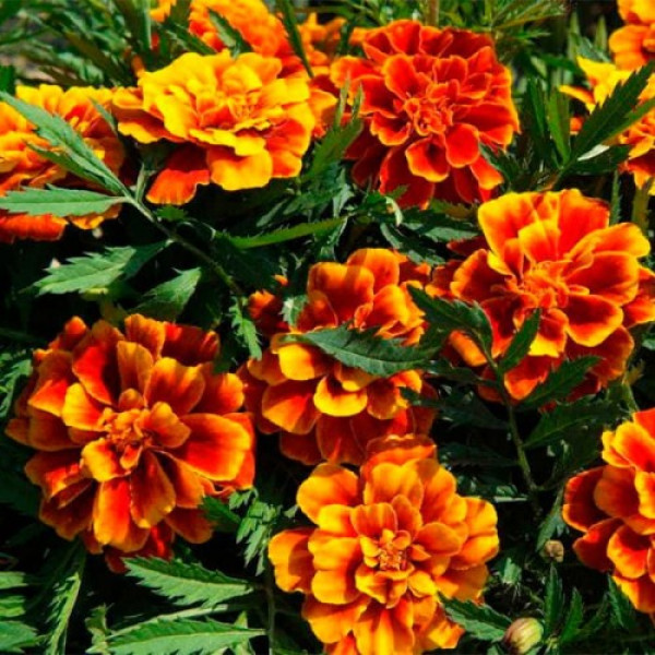 Ханікомб насіння чорнобривців (Floragran)