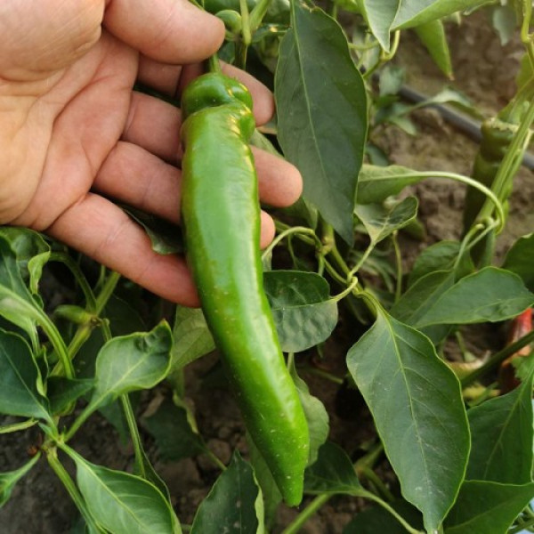 Хирош семян горького перца (Innova Seeds)