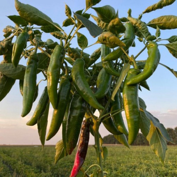Хирош семян горького перца (Innova Seeds)