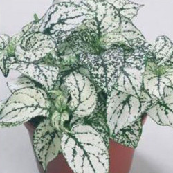 Конфіті білий (white) насіння гіпоестеса (Sakata)