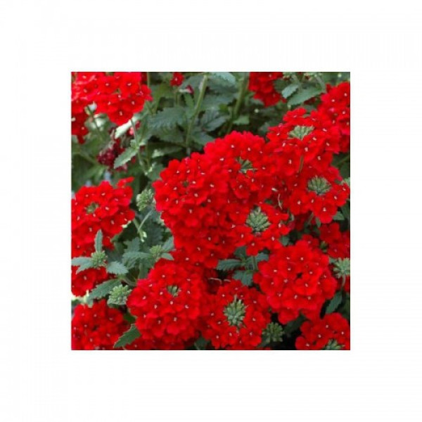 Вербена червона (red) насіння вербени (Hem Zaden)