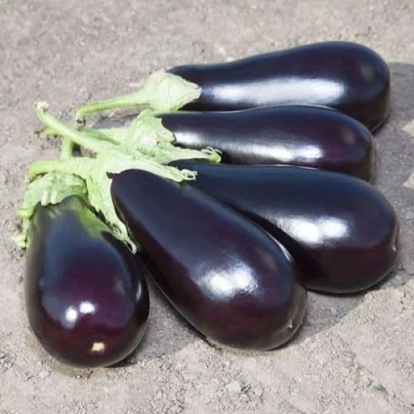 KS 1258 F1 насіння баклажана раннього (Kitano Seeds)