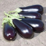 KS 1258 F1 насіння баклажана раннього (Kitano Seeds)