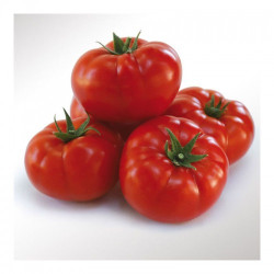 КС 206 F1 (KS 206 F1) насіння томату індетермінантного (Kitano Seeds)