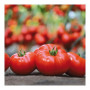 КС 206 F1 (KS 206 F1) насіння томату індетермінантного (Kitano Seeds)