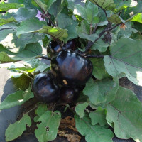 Лаура насіння баклажана середнього (Moravoseed)