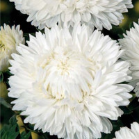 Леді Корал біла (White) насіння айстри (Satimex)