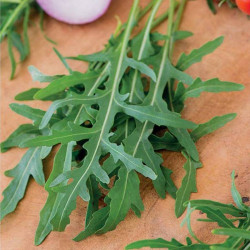 Летіція Organic насіння рукколи (Enza Zaden/Vitalis)