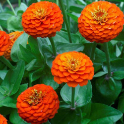 Ліліпут помаранчева (orange) насіння циннії (Floragran)