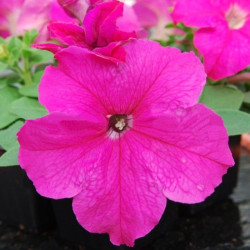 Лімбо F1 рожева (pink) насіння петунії грандифлора (Hem Genetics)
