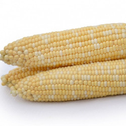 Майбіко F1 насіння кукурудзи суперсолодкої Sh2 (May Seeds)