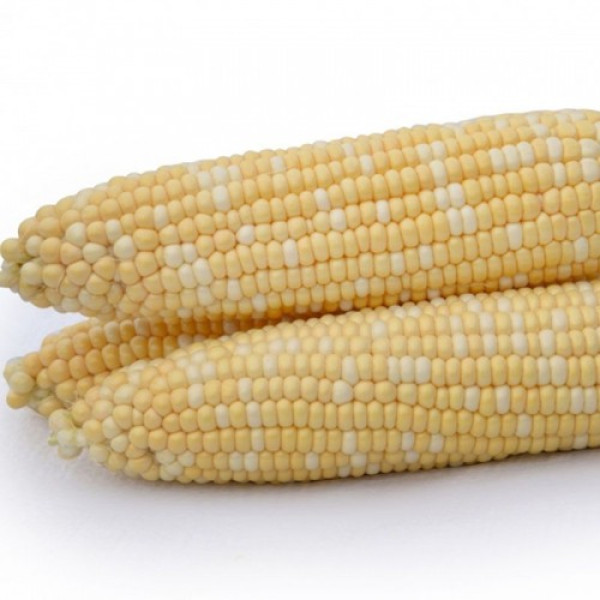 Майбіко F1 насіння кукурудзи суперсолодкої Sh2 (May Seeds)