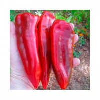 Маркони Ред (Маркони Россо) семена перца сладкого (Hortus)