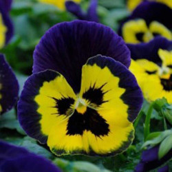 Матрікс F1 yellow purple wing насіння віоли (Pan American)