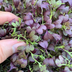 Мізуна червона красная насіння мікрозелені (Agrocity)