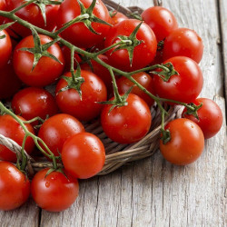 Моншери F1 семена томата индететминантного (United Genetics)