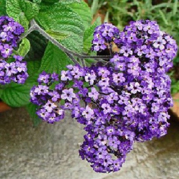 Морський карлик насіння геліотропа (Hem Zaden)