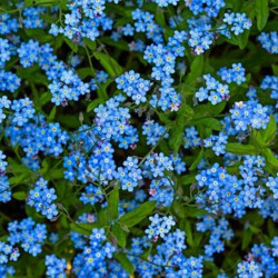 Незабудка лісова блакитна насіння (Moravoseed)