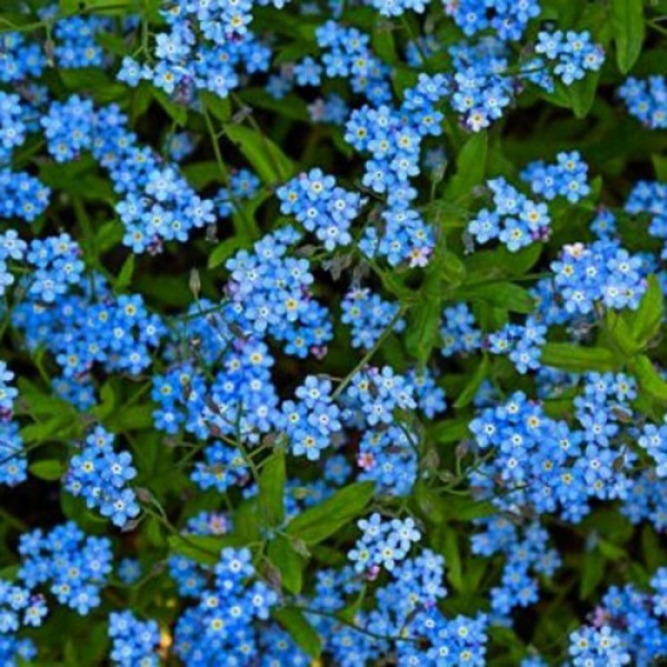 Незабудка лісова блакитна насіння (Moravoseed)