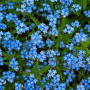 Незабудка лісова блакитна насіння (Moravoseed)
