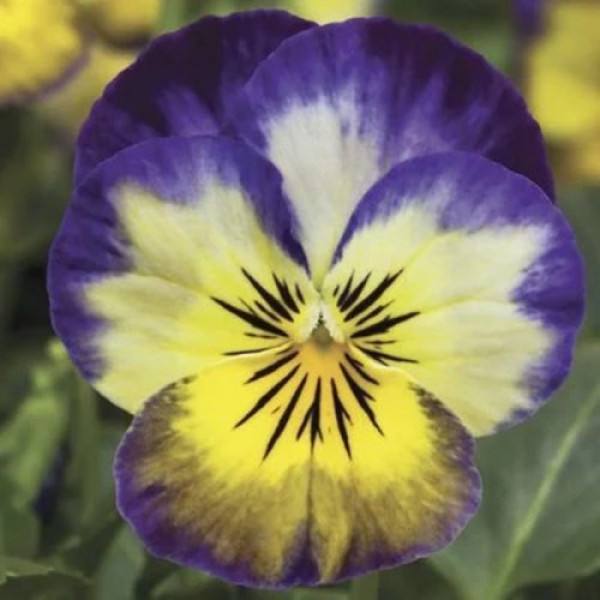 Пенні F1 прімроз пікоте (primrose picotee) насіння віоли (Syngenta)