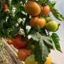 Пінк Делайт F1 насіння помідора індетермінантного (Ergon seeds)