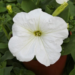 Прісм Вайт F1 (White) насіння петунії грандіфлора дражоване (Floranova)