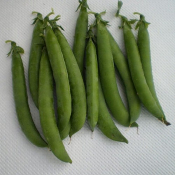 Продиджи семян гороха (Lark Seeds)