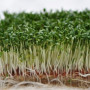 Протеїновий (5 врожаїв) набір насіння мікрозелені (Agrocity)