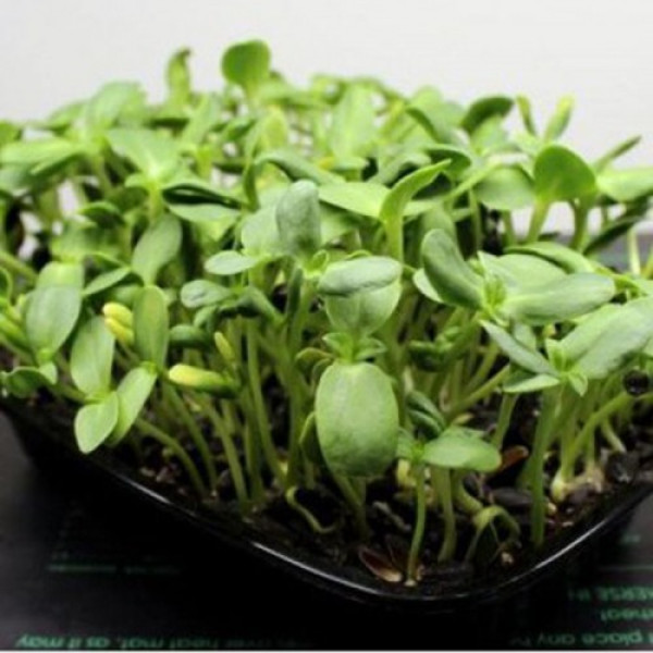 Протеїновий (5 врожаїв) набір насіння мікрозелені (Agrocity)
