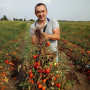 Салерно F1 семена помидора детерминантного (LibraSeeds)