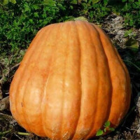 Бег Макс семена тыквы (Hortus)