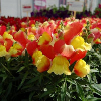 Снеппі F1 оранжево-жовтий (orange&yellow) насіння антірінума карликового (Hem Genetics)