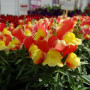 Снеппі F1 оранжево-жовтий (orange&yellow) насіння антірінума карликового (Hem Genetics)