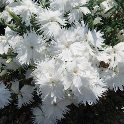 Супра F1 біла (white) насіння гвоздики міжвидової (Hem Genetics)