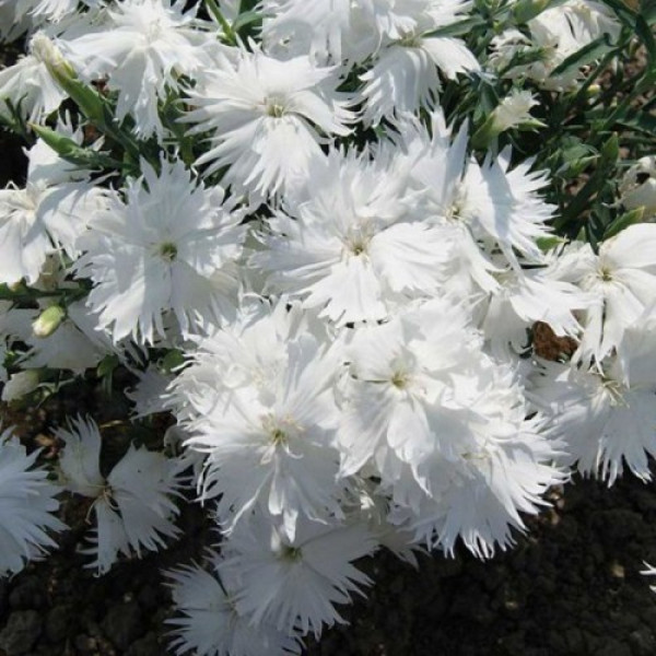 Супра F1 біла (white) насіння гвоздики міжвидової (Hem Genetics)