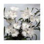 Супра F1 біла (white) насіння гвоздики міжвидової (Hem Genetics)