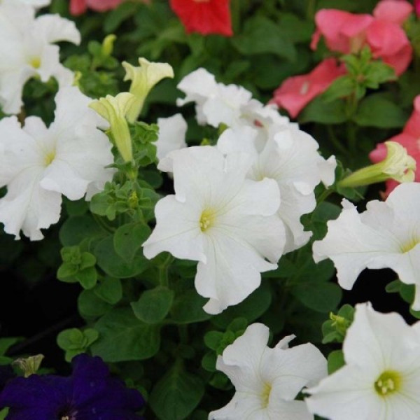 Танго F1 біла (white) насіння петунії грандифлора (Hem Genetics)