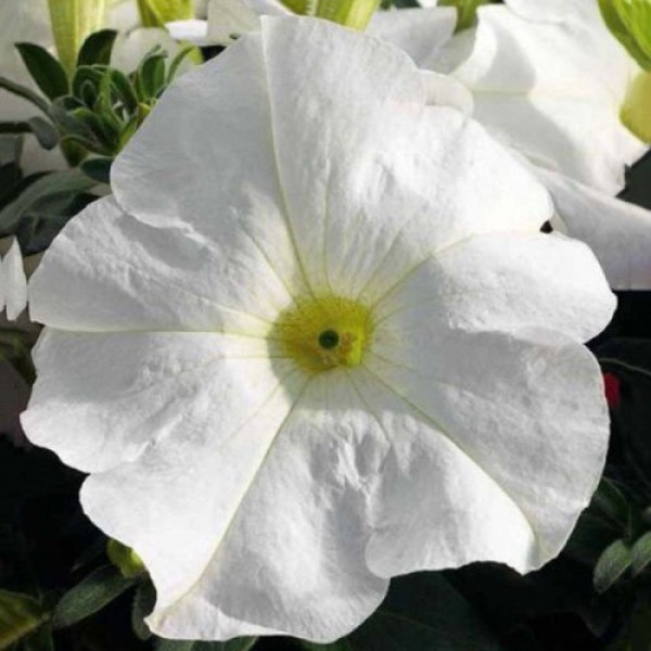 Танго F1 біла (white) насіння петунії грандифлора (Hem Genetics)
