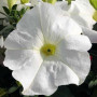 Танго F1 біла (white) насіння петунії грандифлора (Hem Genetics)