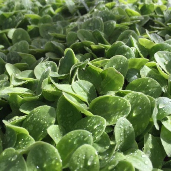 Тонізуючий (5 врожаїв) набір насіння мікрозелені (Agrocity)