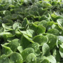 Тонізуючий (5 врожаїв) набір насіння мікрозелені (Agrocity)