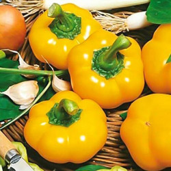 Топепо Єллоу насіння перцю солодкого (Hortus)