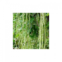 Макаретті насіння вігни (GL Seeds)