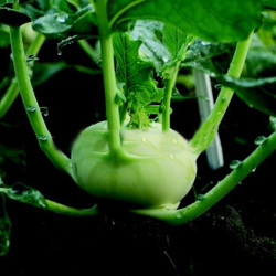 Викора F1 Organic насіння капусти кольрабі (Enza Zaden/Vitalis)
