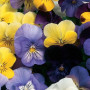Віола Мікс (mix) великоквіткова насіння віоли (Floragran)